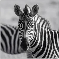 PosterMonkey Poster 100x100 cm - Zebra's - Zwart - Wit - Posters - Kamer decoratie - Wanddecoratie woonkamer - Muurdecoratie slaapkamer XXL