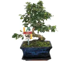 Exotenherz Bonsai Fukientee - Carmona microphylla - ongeveer 8 jaar oud
