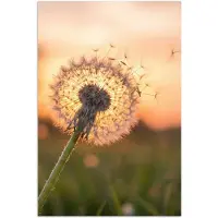 PosterMonkey Poster 40x60 cm - Paardenbloem - Zonsondergang - Veld - Posters - Kamer decoratie - Wanddecoratie woonkamer - Muurdecoratie slaapkamer