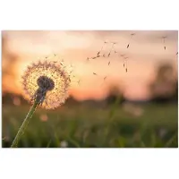 PosterMonkey Poster 30x20 cm - Paardenbloem - Zonsondergang - Veld - Posters - Kamer decoratie - Wanddecoratie woonkamer - Muurdecoratie slaapkamer