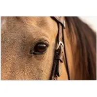 PosterMonkey Poster 120x80 cm - Paard - Oog - Bruin - Posters - Kamer decoratie - Wanddecoratie woonkamer - Muurdecoratie slaapkamer