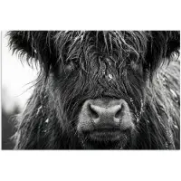 PosterMonkey Poster 120x80 cm - Schotse hooglander - Zwart - Wit - Sneeuwvlokken - Posters - Kamer decoratie - Wanddecoratie woonkamer - Muurdecoratie slaapkamer