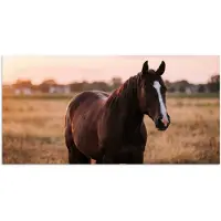 PosterMonkey Poster 150x75 cm - Paard - Zonsondergang - Bruin - Posters - Kamer decoratie - Wanddecoratie woonkamer - Muurdecoratie slaapkamer