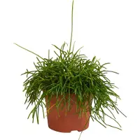 Planteda Rhipsalis baccifera Oasis 12 cm