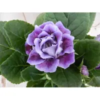 Warentuin Collection Gloxinia paars kamerplant