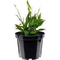 Garronda Plantenpot Bloempot - Kunststof - Rond - Plantenbak – Zwart - 1 Stuk - Zwart, 17cm H=13.5cm - GD-NIC-SBX90