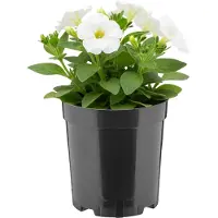 Garronda Hoge ronde kunststof bloempot met drainagegaten (Zwart, Ø14 x 15 cm (2L)) GD-KW-RH