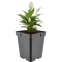 Garronda Hoge vierkante kunststof bloempot met drainagegaten voor tuin (Zwart, 18 x 18 x 21,5 cm (5L)) GD-KW-HS
