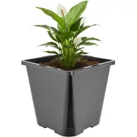 Garronda Hoge vierkante kunststof bloempot met drainagegaten voor tuin (Zwart, 20 x 20 x 23 cm (5,6L)) GD-KW-HS