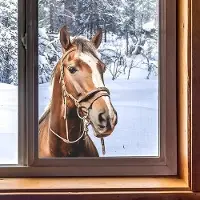 OEM Allecto plus - Raamstickers Paard, boerderijdieren. Dubbelzijdige, statische raamdecoratie voor slaapkamer en woonkamer