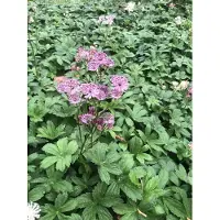 Brandless 6x Zeeuws knoopje - Astrantia major 'Primadonna' | 9x9 cm pot