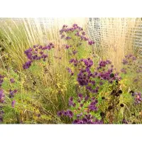 Brandless 6x angliae 'Purple Dome' - Herfstaster - Aster novae | 9x9 cm pot