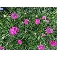 Brandless 6 x Armeria maritima 'Splendens' - Engels gras in pot van 9x9 cm