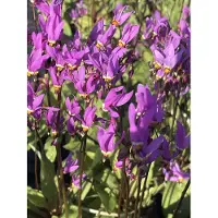 GRDplanten 6 x Dodecatheon Meadia - Meads Götterblume - Pot van 9x9 cm