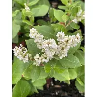 GRDplanten 6x Duizenknoop - Persicaria hybr. 'Kahil' (tortuosa) | 9x9 cm pot