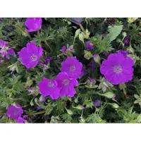 Brandless 6 x Geranium sanguim 'Max Frei' - Duizendblad - in pot van 9 x 9 cm