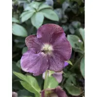 Brandless 6 x Helleborus orientalis 'Pretty Ellen Purple' - Kerria (ook bekend als Nieswurz) - in pot van 9 x 9 cm