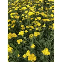 Brandless 6x Duizendblad - Achillea hybrida 'Little Moonshine'pbr | 9x9 cm pot