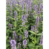 Brandless 6 x Agastache hybr. 'Blue Fortune' - Anijsplant in pot van 9x9 cm