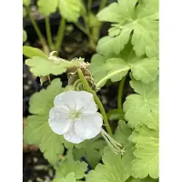 Brandless 6x Ooievaarsbek - Geranium macr. 'White Ness' | 9x9 cm pot