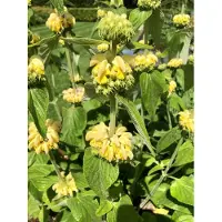 Brandless 6x Brandkruid, Etagebloem, Viltkruid - Phlomis russeliana | 9x9 cm pot