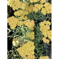 Brandless 6x Duizendblad - Achillea 'Terracotta' | 9x9 cm pot