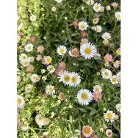 Brandless 6 x *Erigeron karvinskianus* - Muurdasje in pot, 9 x 9 cm