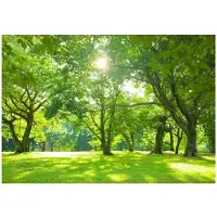 WALLARENA - Fotobehang - 350x250 cm - Fototapete van een bos met zon, bomen en natuur voor de woonkamer of slaapkamer