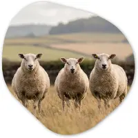 MuchoWow Organische wanddecoratie 90x90 cm - Organisch schilderij Schapen - Weidenlandschap - Heuvels - Muurdecoratie woonkamer - Kamer decoratie - Schilderijen - Muurcirkel aesthetic