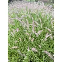 GRDplanten 6x Lampepoetsergras, Borstelveergras - Pennisetum orientale 'Flamingo' | 9x9 cm pot