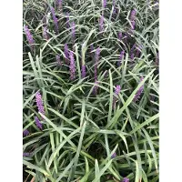 GRDplanten 3x Leliegras - Liriope musc. 'Royal Purple' | 9x9 cm pot