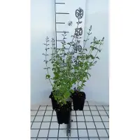 GRDplanten 6x Steentijm - Calamintha nep. 'Blue Cloud' | 9x9 cm pot