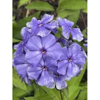 GRDplanten 6x Vlambloem - Phlox paniculata 'Blue Paradise'