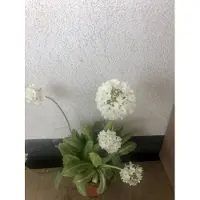 GRDplanten 6x Kogelprimula, kogelsleutelbloem, bolprimula - Primula denticulata 'Alba' | 9x9 cm pot