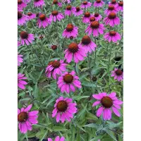 GRDplanten 6x Zonnehoed - Echinacea tennesseensis 'Amazing Dream' PBR | 9x9 cm pot