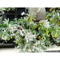 Brandless 6x Siberische Edelweiss - Anaphalis Triplinervis | 9x9 cm pot