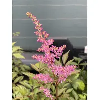 GRDplanten 6x Astilbe - Astilbe (j) 'Rheinland' | 9x9 cm pot