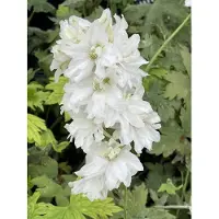 GRDplanten 6x Ridderspoor - Delphinium (p) 'Galahad' | 9x9 cm pot
