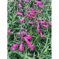 GRDplanten 6x Slangekop - Penstemon hybr. 'And. F. Hahn' (= 'garnet') | 9x9 cm pot