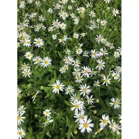 GRDplanten 6x Zomeraster - Kalimeris incisa | 9x9 cm pot
