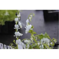 GRDplanten 6x Gebroken Hartje - Dicentra Spectabilis 'Alba' | 9x9 cm pot