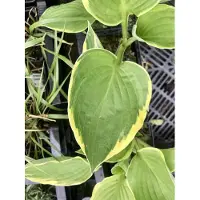 GRDplanten 6x Hartlelie, Funkia - Hosta aureomarginata | 9x9 cm pot