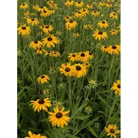 GRDplanten 6x Zonnehoed - Rudbeckia fulg. 'Speciosa' | 9x9 cm pot