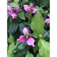 Brandless 6 x Chelone obliqua - Schildpadbloem in pot van 9x9 cm