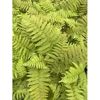 GRDplanten 6x Brauns Naaldvaren - Polystichum braunii | 9x9 cm pot