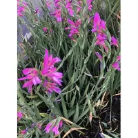 GRDplanten 6x Byzantijnse gladiool - Gladiolus communis subsp. byzantinus | 9x9 cm pot