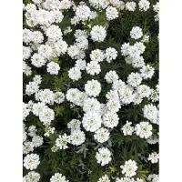 GRDplanten 6x Scheefkelk - Iberis Sempervirens | 9x9 cm pot