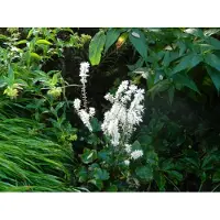 GRDplanten 6 x *Tiarella wherryi* - Schaumplant - pot van 9 x 9 cm