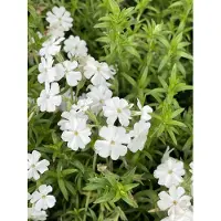 GRDplanten 6x Vlambloem - Phlox (s) 'Maischnee' ( 'snow queen') | 9x9 cm pot