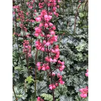 GRDplanten 6 x Heuchera hybride 'Paris' - Purperkleurige bloemen - Pot van 9x9 cm